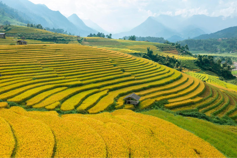 Thuê xe Hà Nội đi Lào Cai Sa Pa, khám phá Fansipan ruộng bậc thang